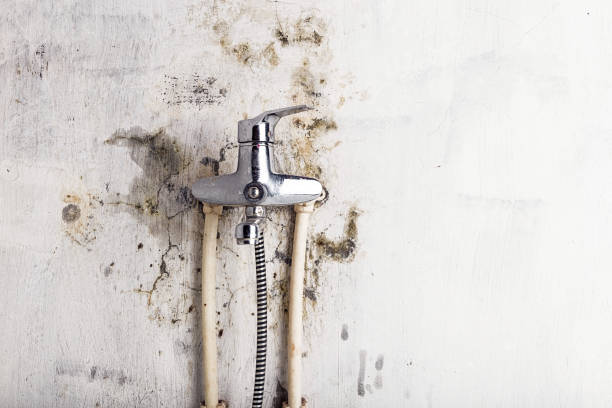 Best Fast Mold Removal  in Boiling Springs, SC