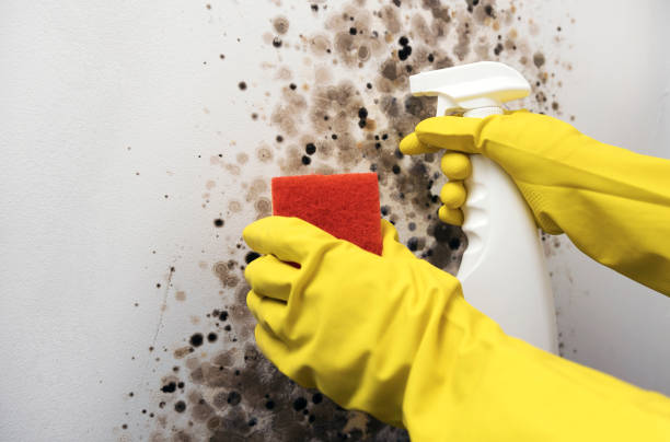 Best Mold Damage Repair  in Boiling Springs, SC