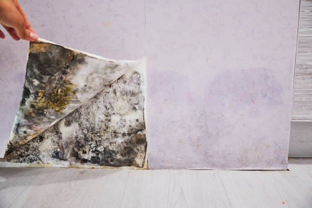 Best Residential Mold Removal  in Boiling Springs, SC